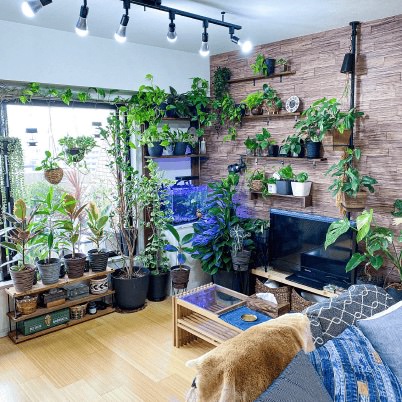 植物系