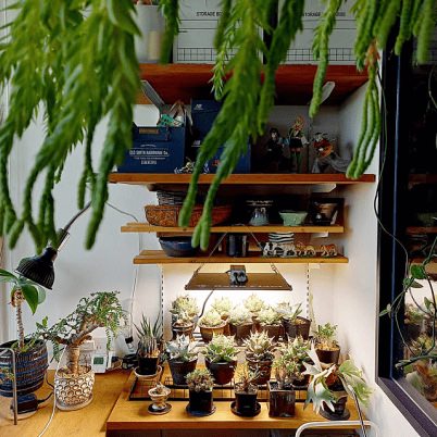 植物系