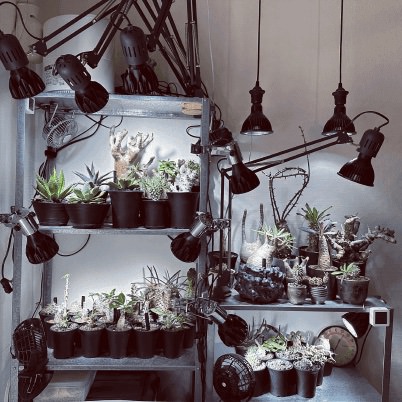 植物系