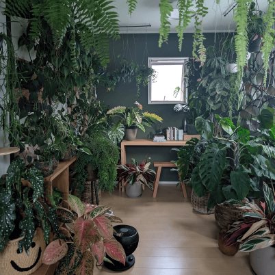 植物系
